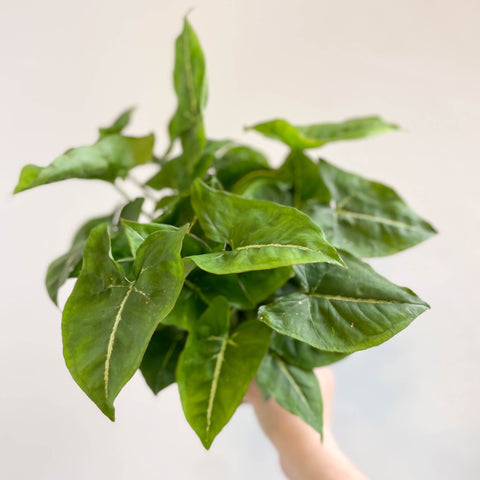 Syngonium podophyllum - Sprouts of Bristol