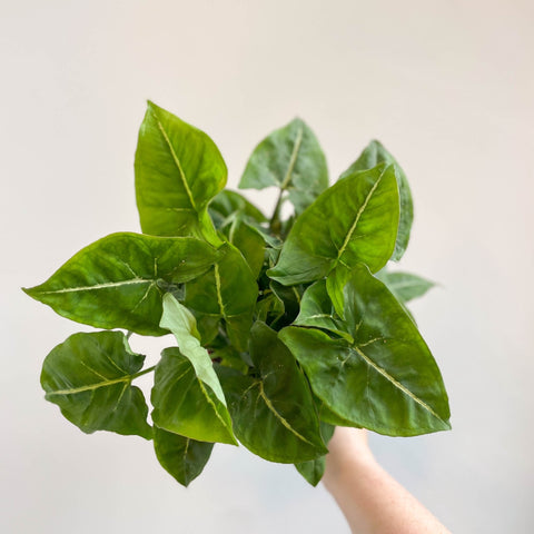 Syngonium podophyllum - Sprouts of Bristol