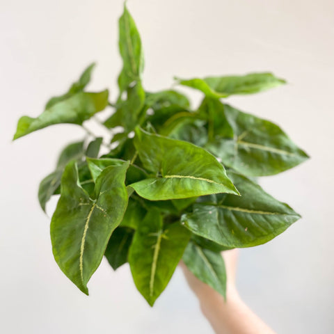 Syngonium podophyllum - Sprouts of Bristol