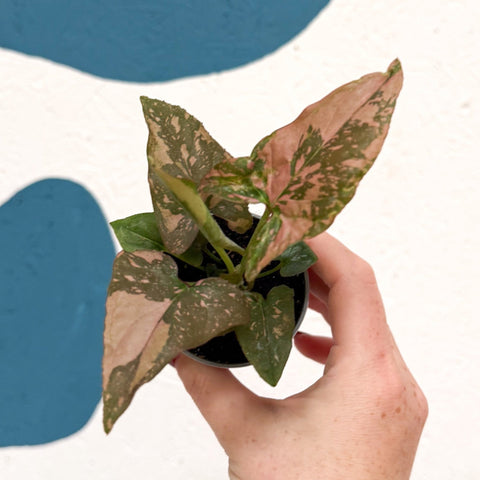 Syngonium podophyllum ‘Pink Splash’ - Sprouts of Bristol