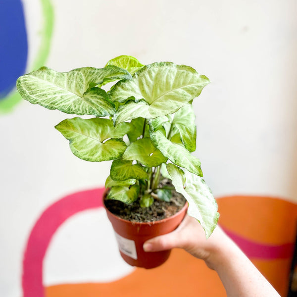 white butterfly plant indoor Syngonium podophyllum 'White Butterfly' – Sprouts of Bristol
