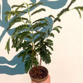 Tamarindus indica - Tamarind Tree - Sprouts of Bristol