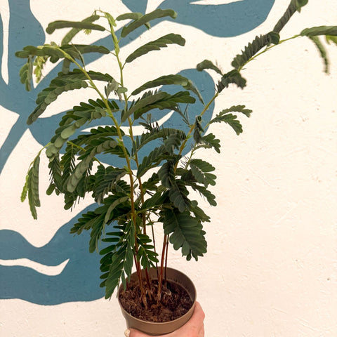 Tamarindus indica - Tamarind Tree - Sprouts of Bristol