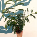 Tamarindus indica - Tamarind Tree - Sprouts of Bristol