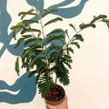 Tamarindus indica - Tamarind Tree - Sprouts of Bristol