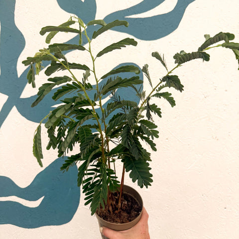 Tamarindus indica - Tamarind Tree - Sprouts of Bristol
