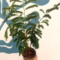 Tamarindus indica - Tamarind Tree - Sprouts of Bristol
