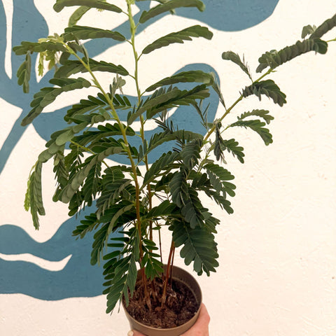 Tamarindus indica - Tamarind Tree - Sprouts of Bristol