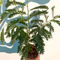Tamarindus indica - Tamarind Tree - Sprouts of Bristol