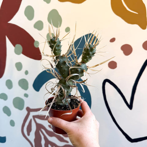 Tephrocactus strobiliformis – Pine Cone Cactus - Sprouts of Bristol