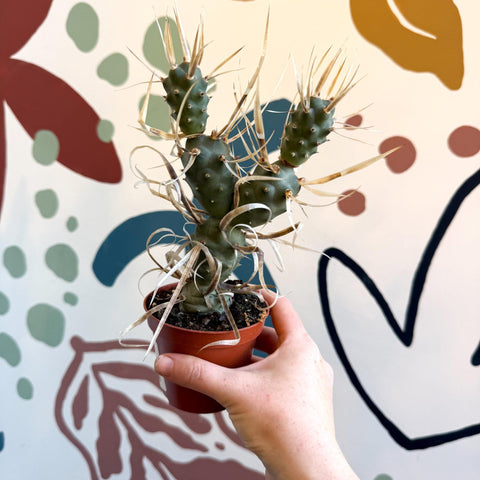 Tephrocactus strobiliformis – Pine Cone Cactus - Sprouts of Bristol