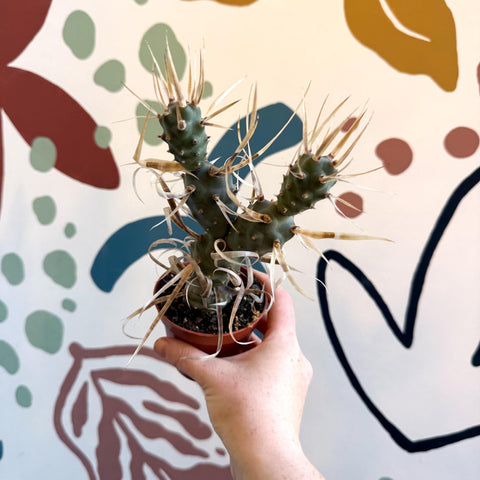 Tephrocactus strobiliformis – Pine Cone Cactus - Sprouts of Bristol