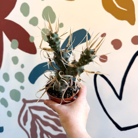 Tephrocactus strobiliformis – Pine Cone Cactus - Sprouts of Bristol