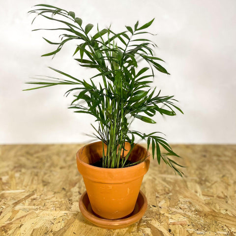 Terracotta Saucers - Sprouts of Bristol