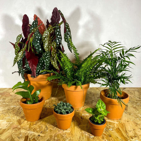 Terracotta Saucers - Sprouts of Bristol