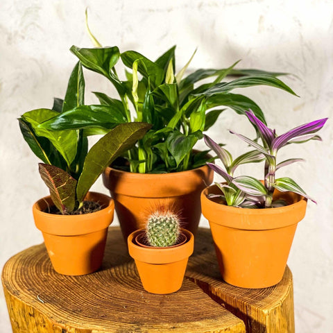 Terracotta Saucers - Sprouts of Bristol