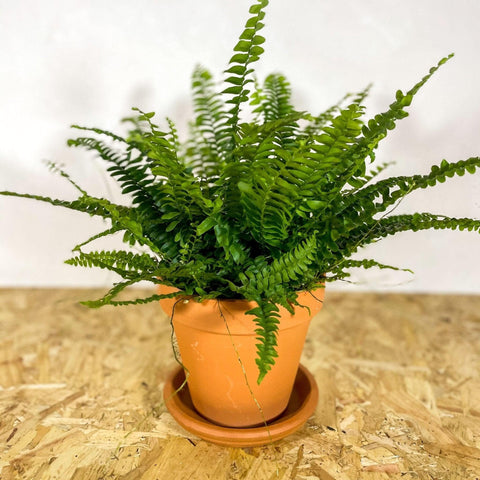 Terracotta Saucers - Sprouts of Bristol