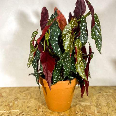 Terracotta Saucers - Sprouts of Bristol