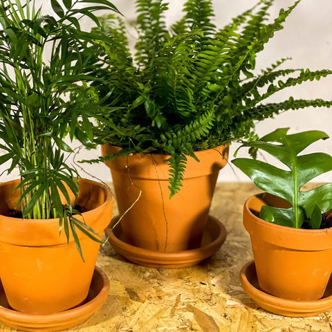 Terracotta Saucers - Sprouts of Bristol