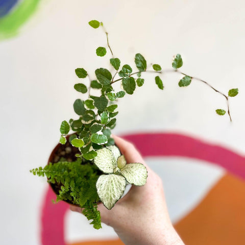 Terrarium Plant Mixed Bundle – 3 Rooted Cuttings in a 6cm Pot - Sprouts of Bristol