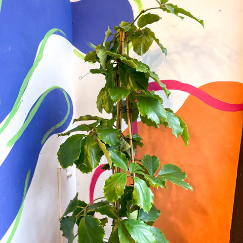 Tetrastigma voinierianum - Chestnut Vine - Sprouts of Bristol