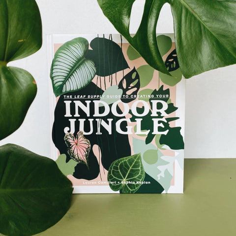 The Leaf Supply Guide to Creating Your Indoor Jungle Book - Sprouts of Bristol