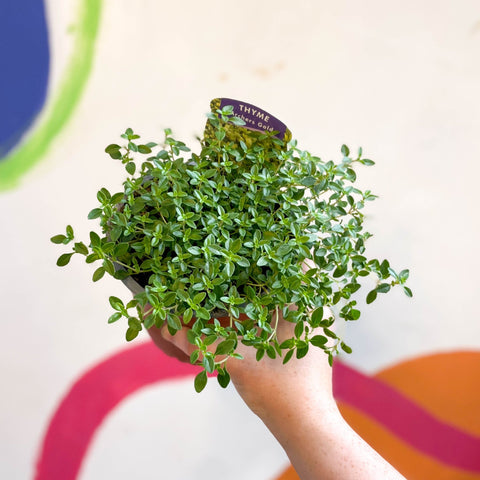 Thyme - Thymus citriodorus 'Archers Gold' - British Grown Culinary Herbs - Sprouts of Bristol