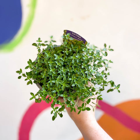 Thyme - Thymus citriodorus 'Archers Gold' - British Grown Culinary Herbs - Sprouts of Bristol