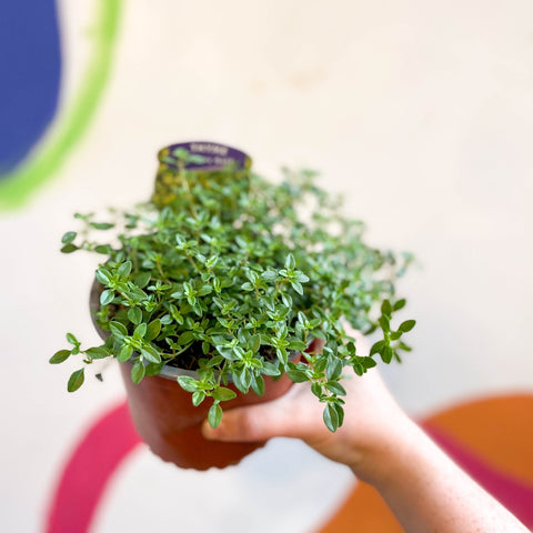 Thyme - Thymus citriodorus 'Archers Gold' - British Grown Culinary Herbs - Sprouts of Bristol