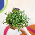 Thyme - Thymus citriodorus 'Archers Gold' - British Grown Culinary Herbs - Sprouts of Bristol