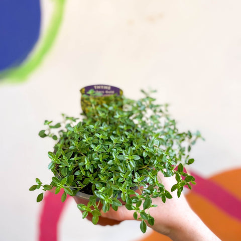 Thyme - Thymus citriodorus 'Archers Gold' - British Grown Culinary Herbs - Sprouts of Bristol