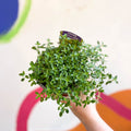 Thyme - Thymus citriodorus 'Archers Gold' - British Grown Culinary Herbs - Sprouts of Bristol