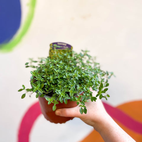 Thyme - Thymus citriodorus 'Archers Gold' - British Grown Culinary Herbs - Sprouts of Bristol