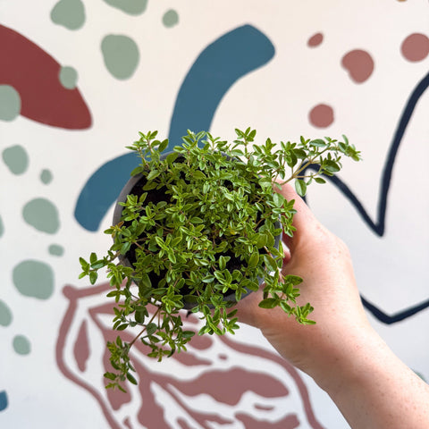 Thymus citriodorus 'Aureus' - Thyme - British Grown Culinary Herbs - Sprouts of Bristol