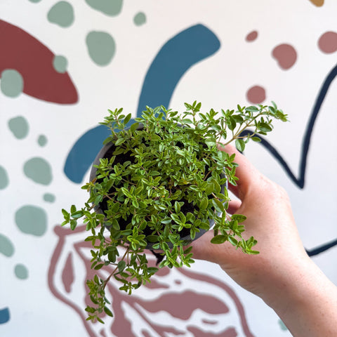 Thymus citriodorus 'Aureus' - Thyme - British Grown Culinary Herbs - Sprouts of Bristol