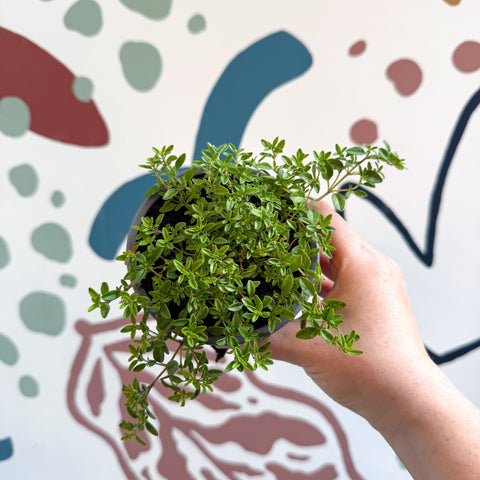 Thymus citriodorus 'Aureus' - Thyme - British Grown Culinary Herbs - Sprouts of Bristol