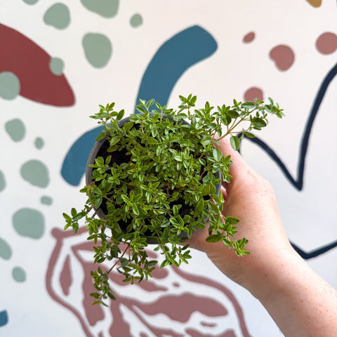 Thymus citriodorus 'Aureus' - Thyme - British Grown Culinary Herbs - Sprouts of Bristol