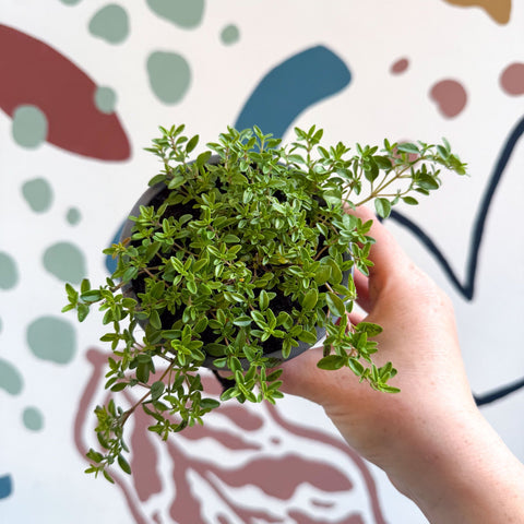 Thymus citriodorus 'Aureus' - Thyme - British Grown Culinary Herbs - Sprouts of Bristol