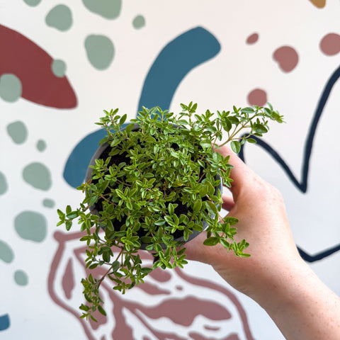Thymus citriodorus 'Aureus' - Thyme - British Grown Culinary Herbs - Sprouts of Bristol