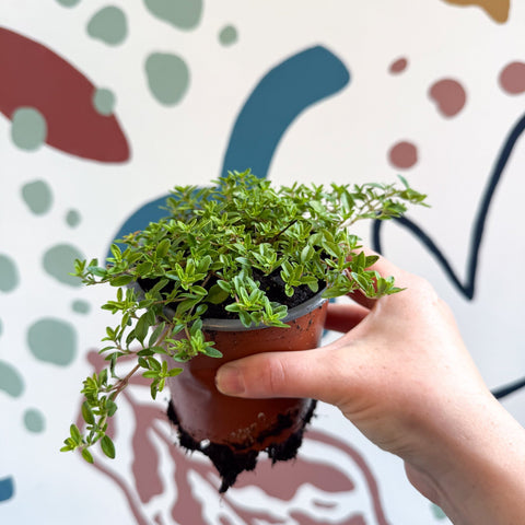 Thymus citriodorus 'Aureus' - Thyme - British Grown Culinary Herbs - Sprouts of Bristol
