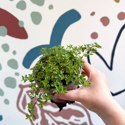 Thymus citriodorus 'Aureus' - Thyme - British Grown Culinary Herbs - Sprouts of Bristol