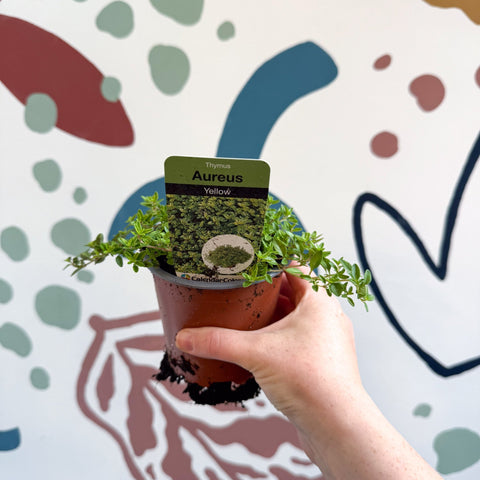 Thymus citriodorus 'Aureus' - Thyme - British Grown Culinary Herbs - Sprouts of Bristol