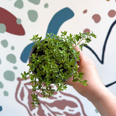 Thymus citriodorus 'Aureus' - Thyme - British Grown Culinary Herbs - Sprouts of Bristol