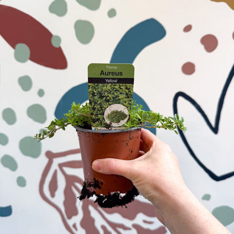 Thymus citriodorus 'Aureus' - Thyme - British Grown Culinary Herbs - Sprouts of Bristol