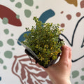 Thymus citriodorus 'Doone Valley' - Thyme - British Grown Culinary Herbs - Sprouts of Bristol