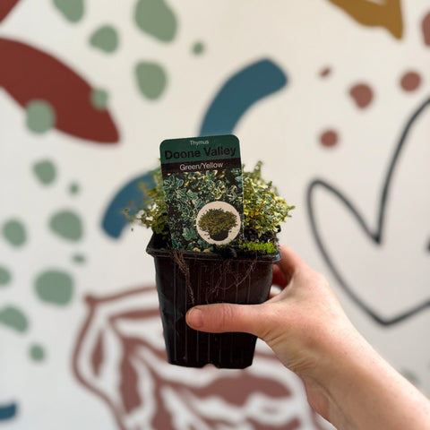 Thymus citriodorus 'Doone Valley' - Thyme - British Grown Culinary Herbs - Sprouts of Bristol