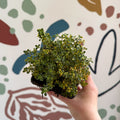 Thymus citriodorus 'Doone Valley' - Thyme - British Grown Culinary Herbs - Sprouts of Bristol