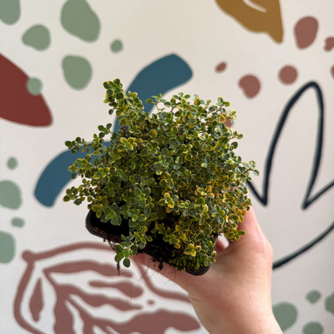 Thymus citriodorus 'Doone Valley' - Thyme - British Grown Culinary Herbs - Sprouts of Bristol