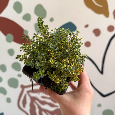 Thymus citriodorus 'Doone Valley' - Thyme - British Grown Culinary Herbs - Sprouts of Bristol