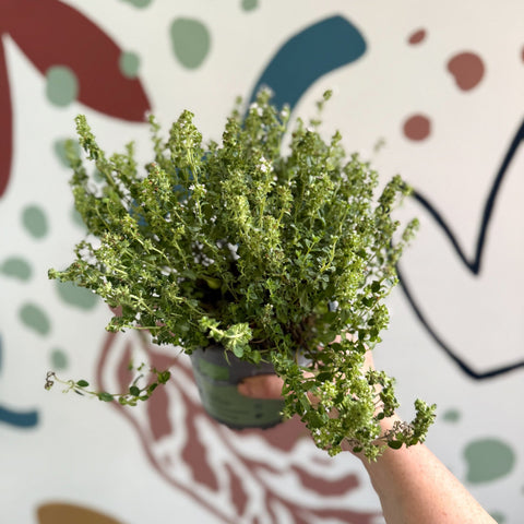 Thymus citriodorus 'Silver Queen' - Lemon Thyme - Sprouts of Bristol